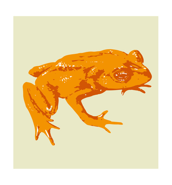 GOLDEN FROG: declared extinct in the wild in 2019.